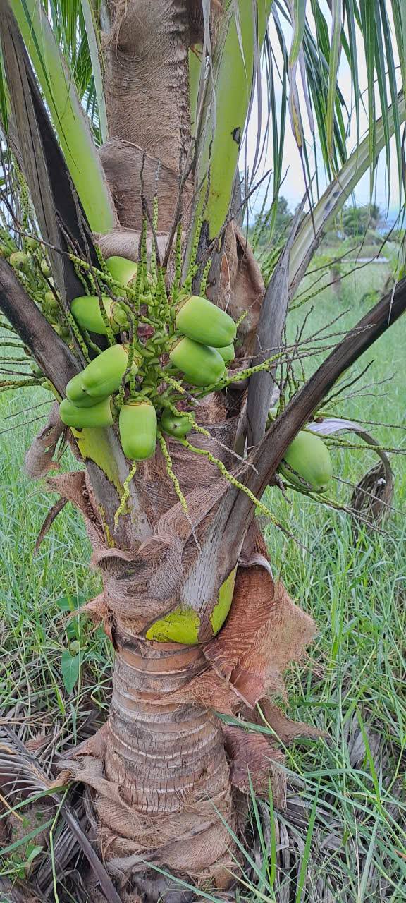 Đất nông nghiệp 6000m² tại Phan Rang - Tháp Chàm, giá thỏa thuận - Phù hợp nghỉ dưỡng cuối tuần!