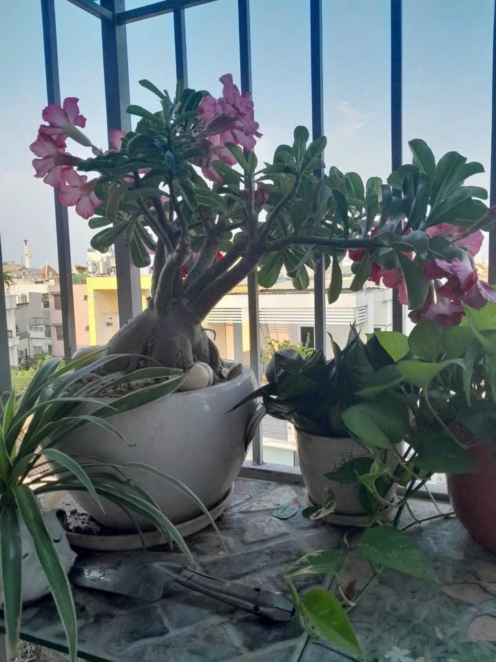 Căn hộ Chung Cư Độc Lập Tân Phú 48m² giá 1.95 tỷ - Dọn về ở ngay!