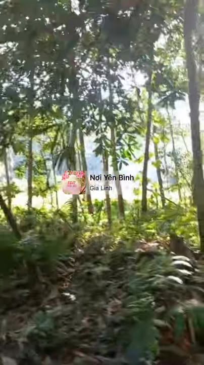 Đất rừng sản xuất Yên Mỹ, Chợ Đồn, Bắc Kạn 4.3ha - Pháp lý rõ ràng, giá tốt!