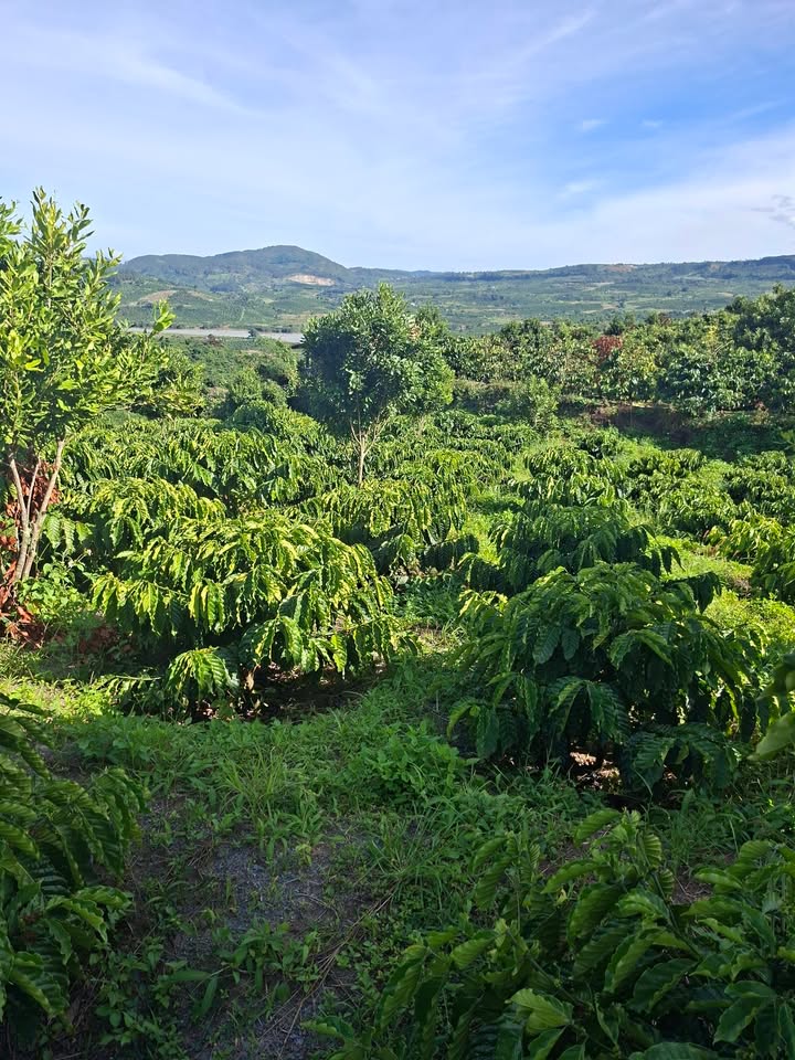 Đất nền Đan Phượng 25200m² giá 2.1 tỷ - Cơ hội đầu tư tuyệt vời!