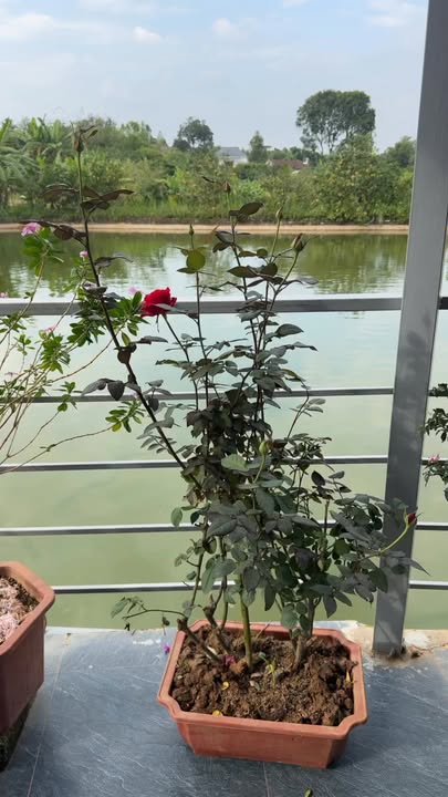 Đất đấu giá Mải Hạ, Tân Thanh, Lạng Giang 100m² giá 1.3 tỷ - Sổ đỏ chính chủ!