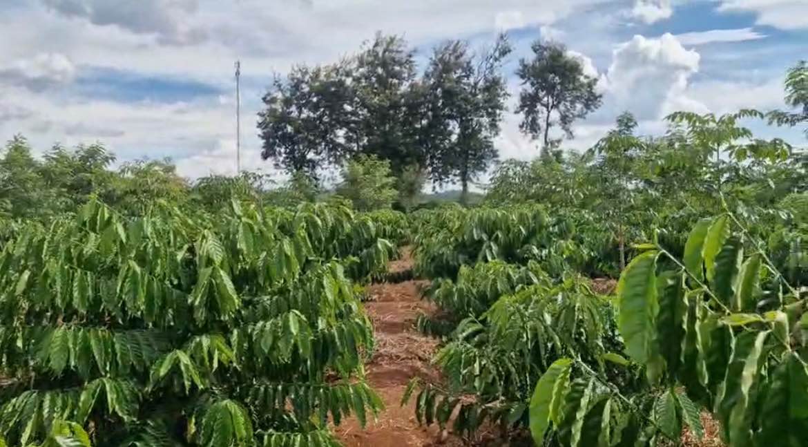 Đất sào Hòa Khánh Buôn Ma Thuột 2700m² giá 1.514 tỷ - Tiềm năng sinh lời cao!