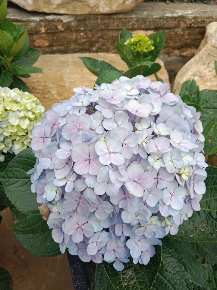 Đất nền An Bình, Thuận Thành 78m² giá chỉ 2 tỷ - Cơ hội đầu tư hấp dẫn!