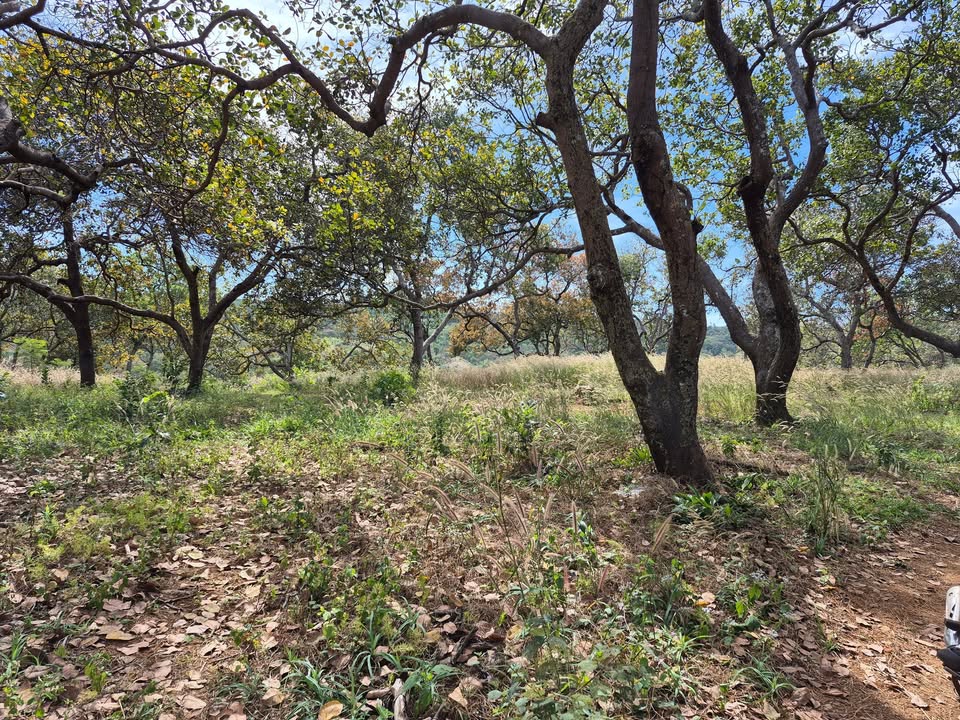 Đất nền 24.000m² Thọ Sơn, Bù Đăng chỉ 612 triệu - Cơ hội đầu tư hấp dẫn!