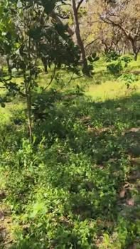 Đất Farm Thọ Sơn, Bù Đăng 2ha giá 1.4 tỷ - Đầu tư sinh lời hấp dẫn!