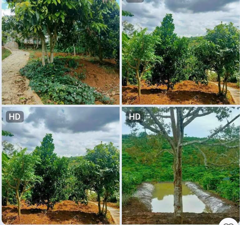 Đất nền Lộc An, Bảo Lâm 1365m² giá 1.55 tỷ - Tiềm năng phát triển cao!