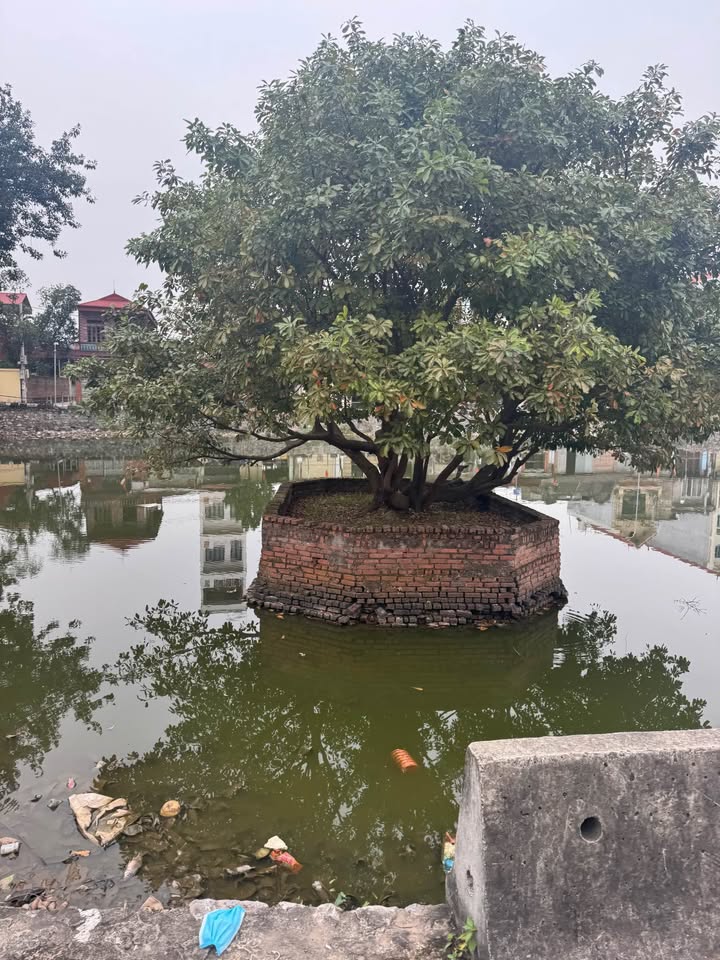 Đất nền Cửu Yên, Thuận Thành 75m² giá thỏa thuận - Ô tô vào tận nơi!