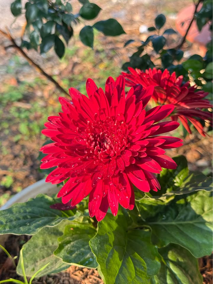 Đất nền 150m² tại Tân Hà 9, Minh Xuân - Sổ đỏ chính chủ, giá thỏa thuận!