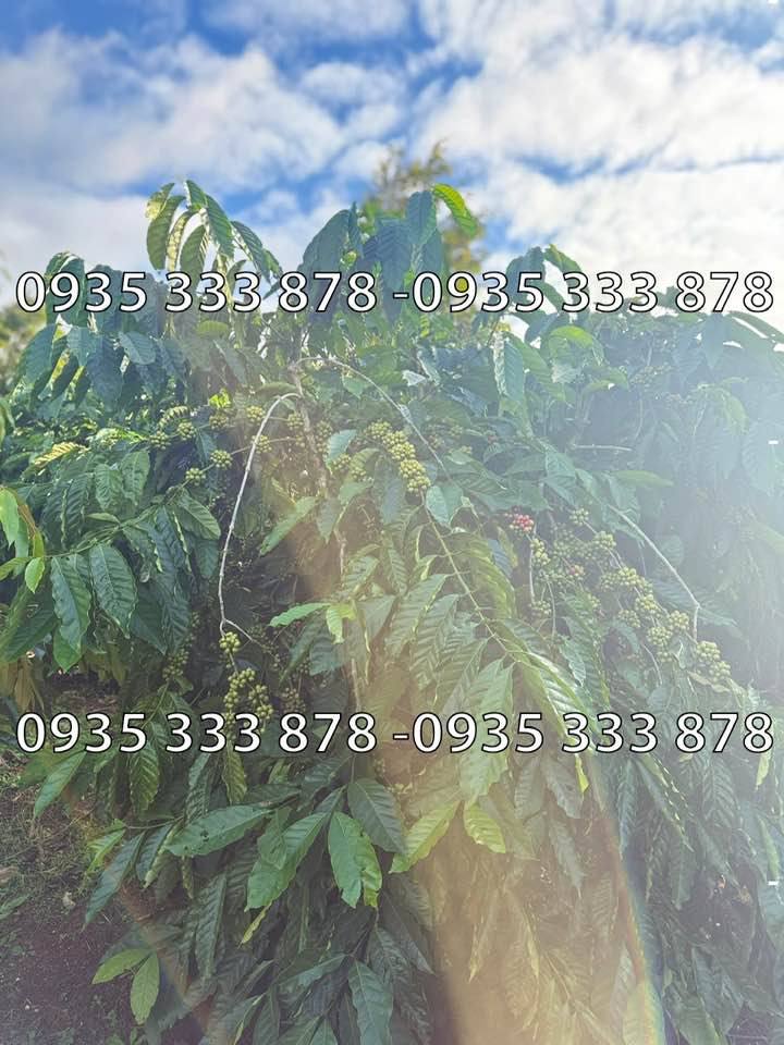 Đất farm Cư M'gar 1ha giá 4 tỷ - Đầu tư sinh lời với vườn cây ăn trái