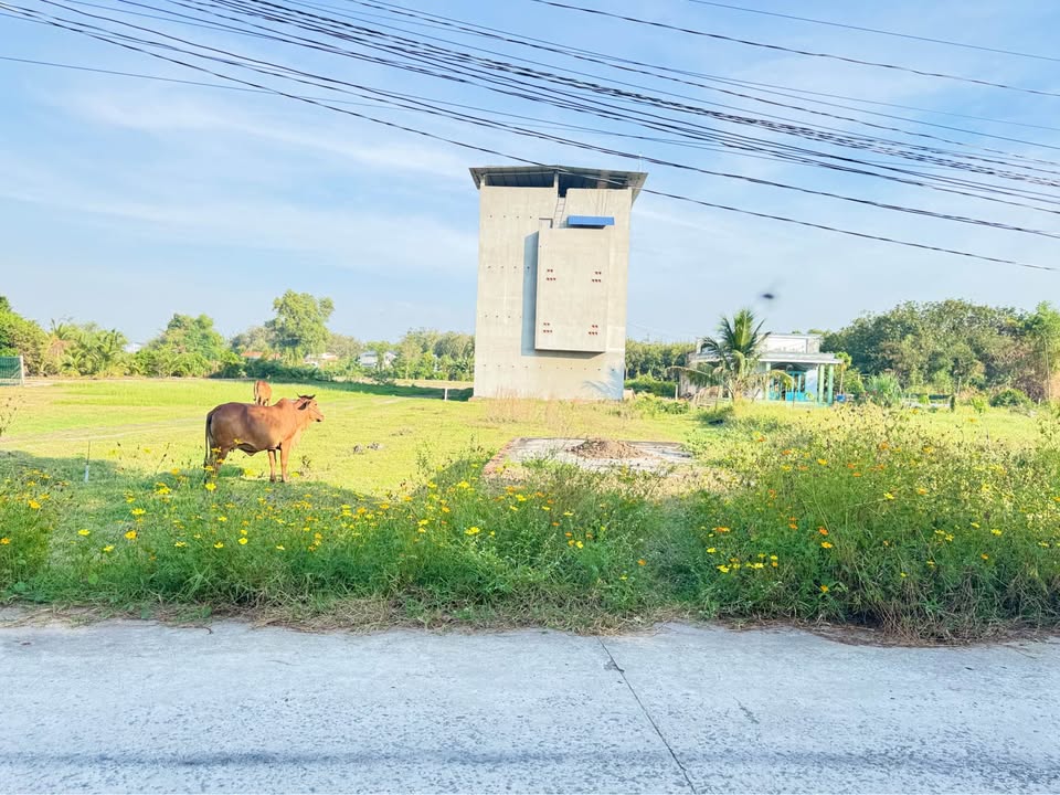 Đất thổ cư Lộc Giang Đức Hòa 645m² giá chỉ 6.45 tỷ - Đầu tư sinh lời ngay!