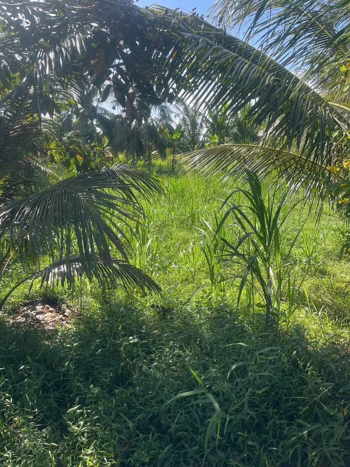 Đất vườn 3 công xã Tam Bình giá 1.6 tỷ - Cơ hội đầu tư sinh lời!