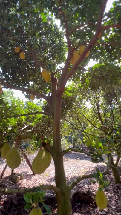 Lô đất vườn Ngọc Định 17.000m² giá chỉ 5.1 tỷ - Đầu tư sinh lời bền vững!