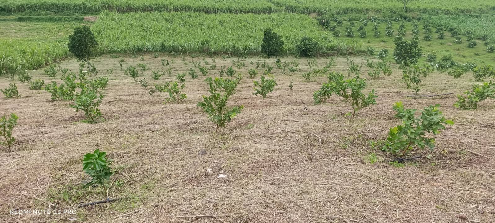 Đất nông nghiệp 70,000m² Nghĩa Thọ - Tiềm năng thu hoạch tốt!