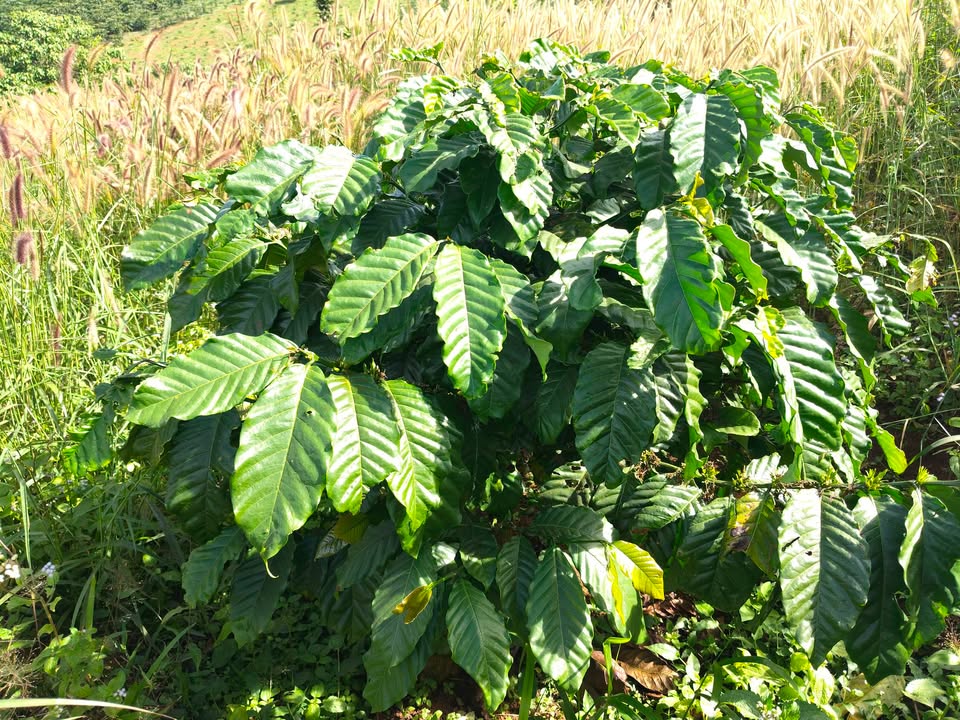 Đất nền Lộc Bắc Bảo Lâm 3420m² giá 1.85 tỷ - Đường ô tô vào tận nơi!