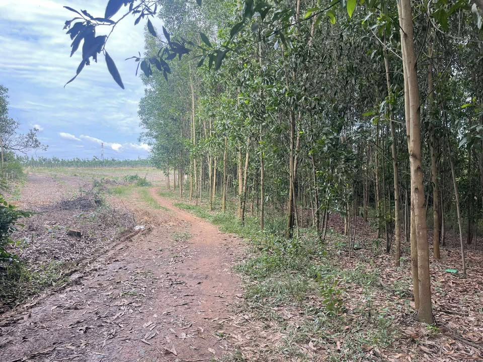 Đất nền 1100m² tại xã Xuân Bắc, Đồng Nai - Giá chỉ 560 triệu, pháp lý rõ ràng!