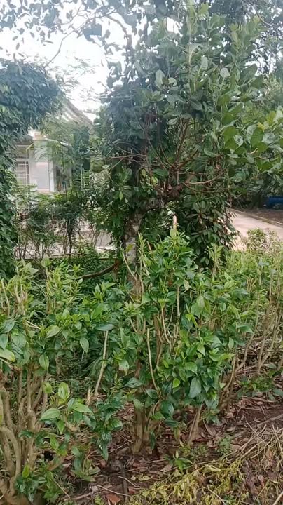 Đất nền xã Xuân Thọ 884m² giá chỉ 730 triệu - Sổ đỏ chính chủ trao tay!