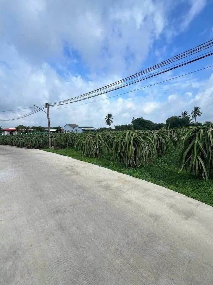 Đất nền 2090m² đường Đan, Châu Thành, Long An - Giá 1.7 tỷ, sổ đỏ chính chủ!