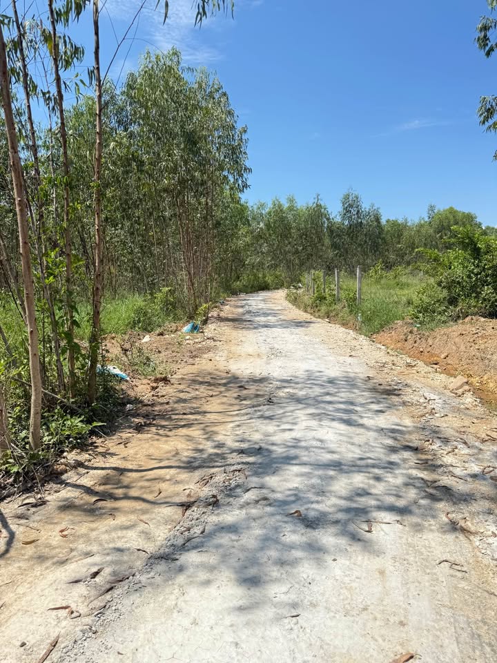 Đất Farm Diên Sơn 1.3ha giá 990 triệu - Thích hợp làm trang trại hoặc vườn ao thả cá!