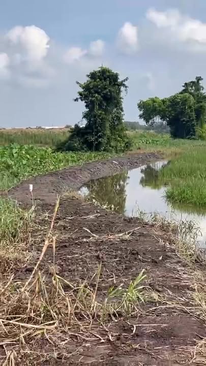 Đất vườn Tân Thạnh Đông Củ Chi 2868m² giá chỉ 3.442 tỷ - Cơ hội đầu tư tuyệt vời!