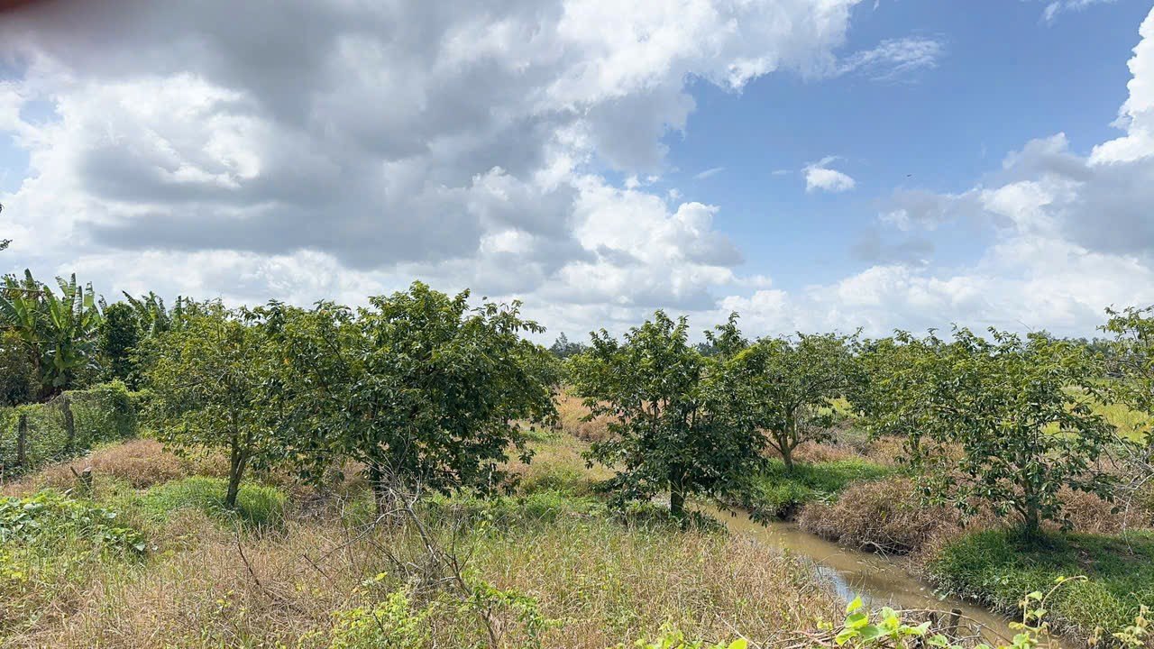 Đất vườn Long Hưng, Ô Môn 7080m² giá 255 triệu - Cơ hội đầu tư tuyệt vời!