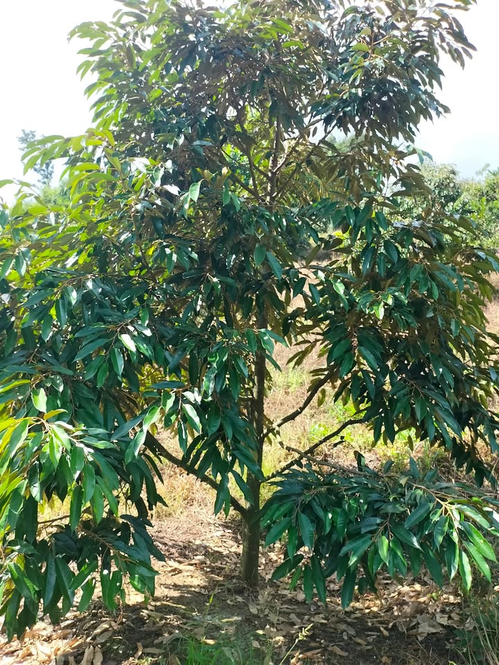 Đất sầu riêng 2ha tại Đam Rông, Lâm Đồng - Giá chỉ 600 triệu VND