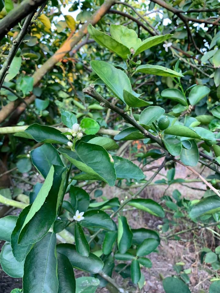 Đất vườn 500m² tại Ấp 5, Thạnh Hòa, Bến Lức - Giá chỉ 360 triệu!