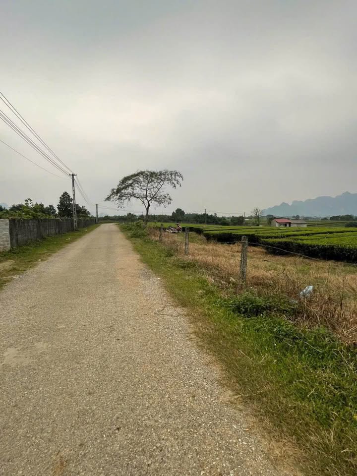 Đất nông nghiệp 1,2ha tại Phú Thành, Lạc Thủy - Cơ hội đầu tư lý tưởng!