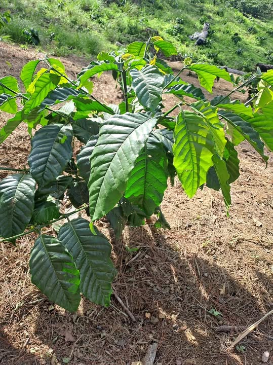 Đất nền 1ha tại Phi Liêng - Đam Rông giá 1 tỷ - Cơ hội đầu tư tuyệt vời!