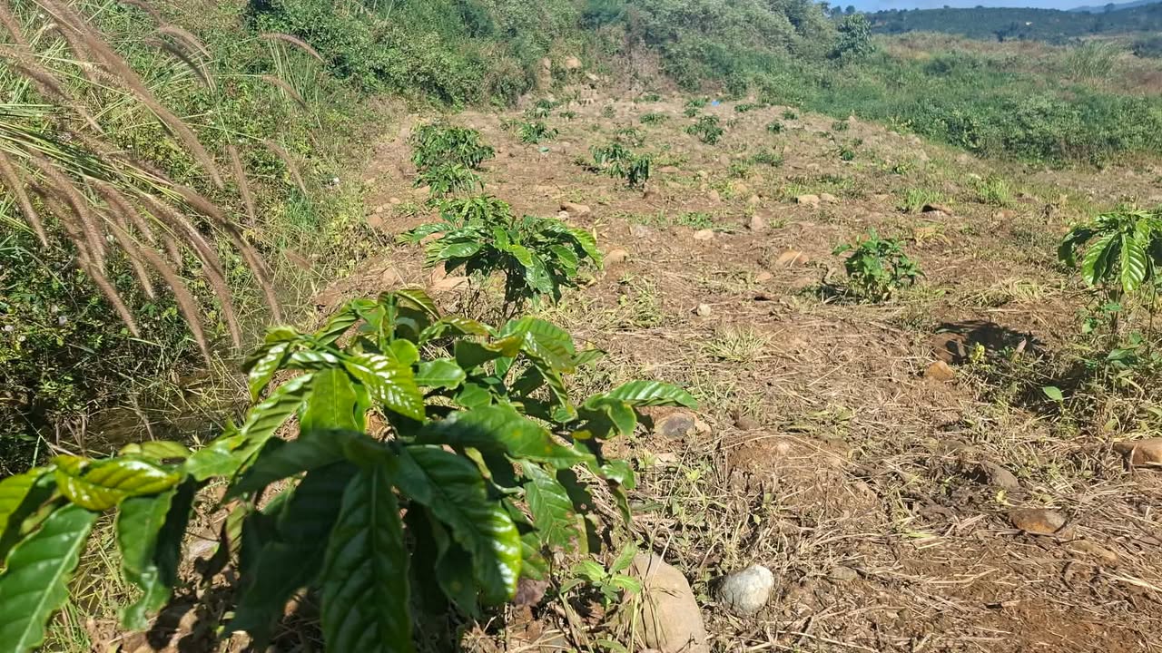 Đất nông nghiệp Tân Văn 2393m² giá 550 triệu - Sổ đỏ chính chủ!