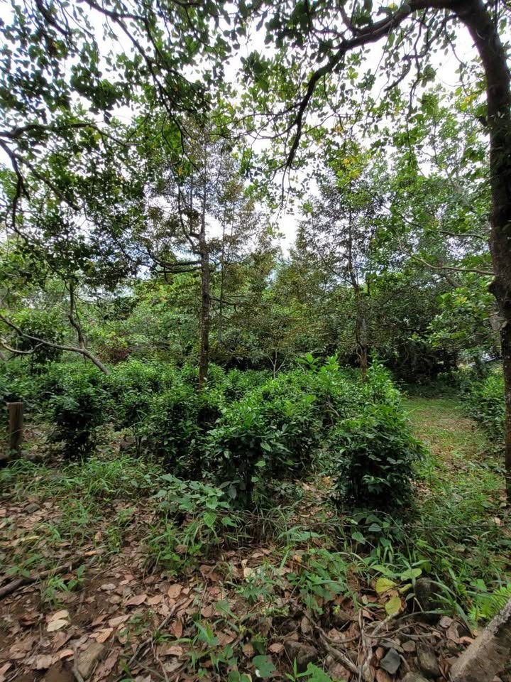 Đất thổ cư Đạ M'ri 3100m² giá 2.6 tỷ - Khu vực tiềm năng gần Quốc lộ 20!