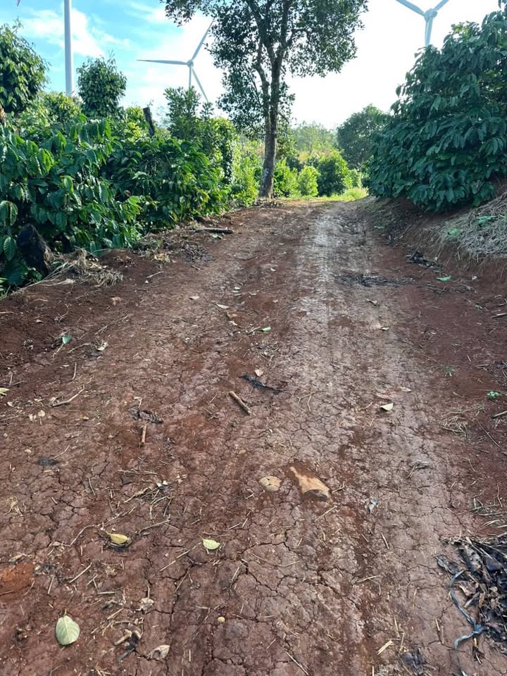 Đất Farm Ea Khal 20.000m² giá 220 triệu - Nguồn thu ổn định từ cà phê!