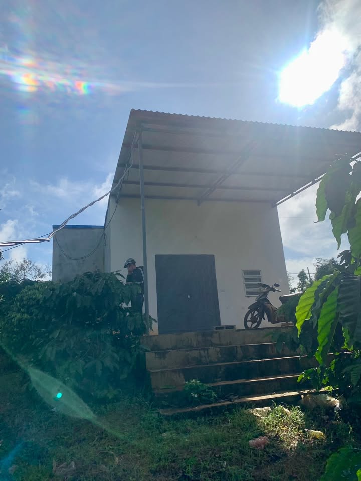 Farm 4.600m² tại Ea Blang, Buôn Hồ - Giá chỉ 1.499 tỷ, Năng suất cao!