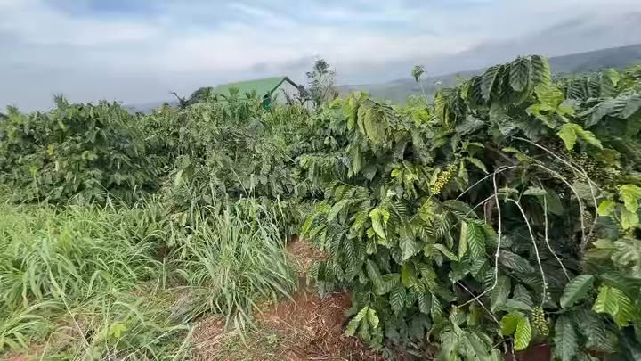 Farm thôn 8 Ea Khăl, Ea H'Leo, Đắk Lắk 12,000m² giá 2.5 tỷ - Đầu tư sinh lời ngay!