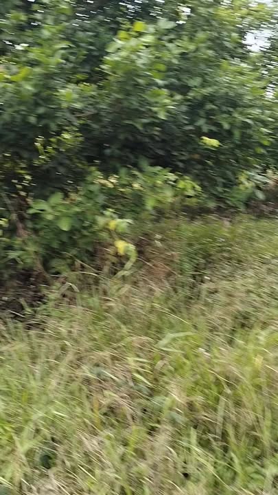 Đất farm 2000m² tại Mỹ Đức, Đạ Tẻh giá 720 triệu - Thích hợp đầu tư sinh lời!