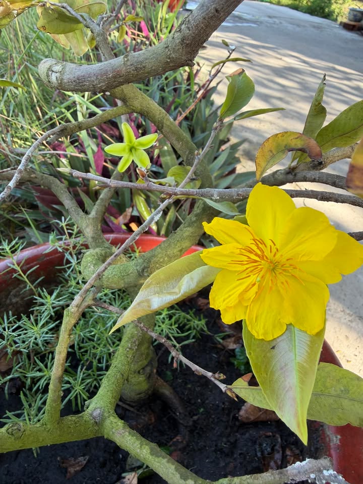 Đất mặt tiền Trần Đại Nghĩa, phường 10, 75m² chỉ 7.9 tỷ - Cơ hội đầu tư tuyệt vời!