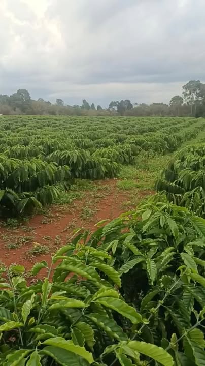 Farm 3,6ha tại Thọ Sơn, Bù Đăng giá 5,7 tỷ - Sẵn sàng kinh doanh ngay!