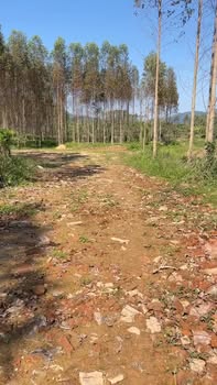 Đất nền 1ha Bố Hạ, Yên Thế - Giá chỉ 4 tỷ VND - Phù hợp đầu tư sinh lời!