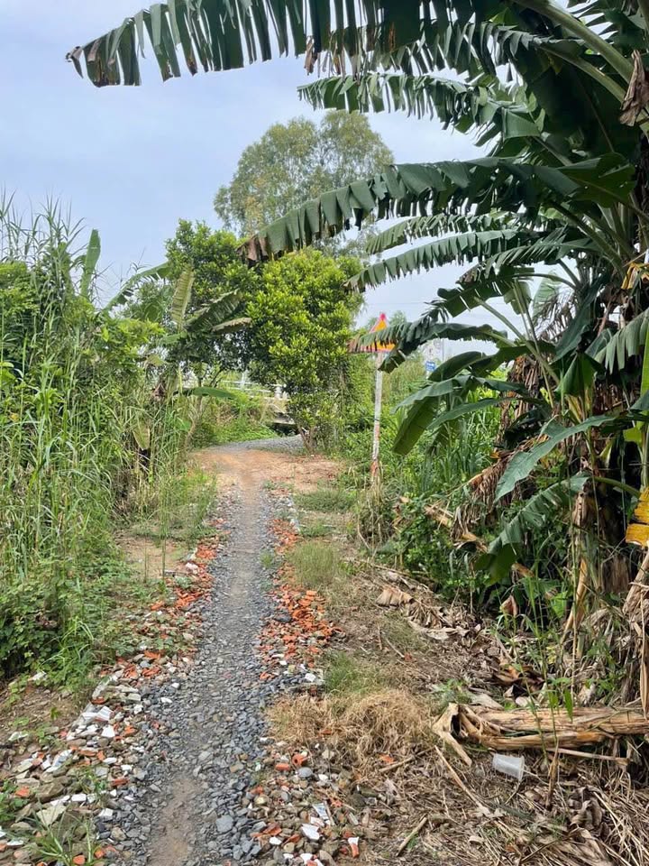 Đất thổ cư 100m² tại xã Tân Nghĩa, Cao Lãnh - Diện tích 3.218m² - Giá chỉ 1 tỷ!