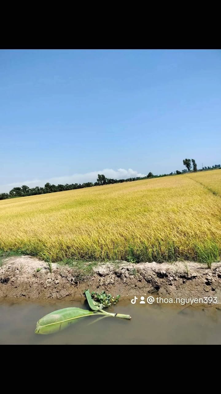 Đất nông nghiệp mặt tiền xã Bình Thành 8800m² giá chỉ 1.674 tỷ - Cơ hội đầu tư hấp dẫn!