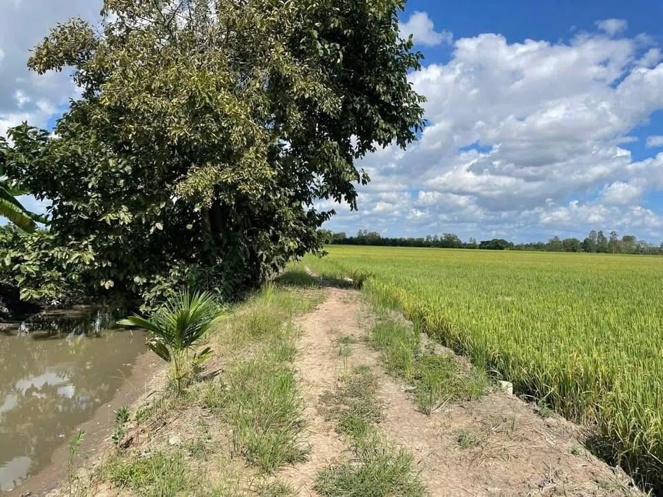 Đất lúa Vĩnh Chánh - Thoại Sơn 5209m² giá 187.5 triệu - Pháp lý minh bạch