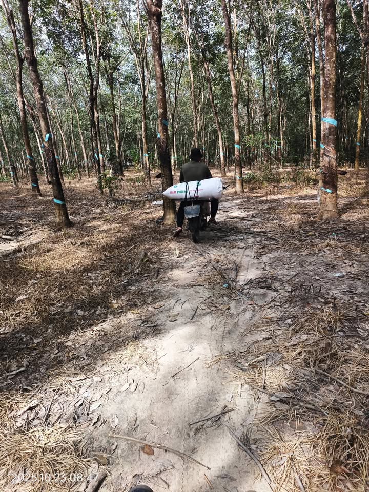 Đất nông nghiệp 3.4ha tại xã Nam Chính, Đức Linh - Giá 6 tỷ, sổ đỏ chính chủ!