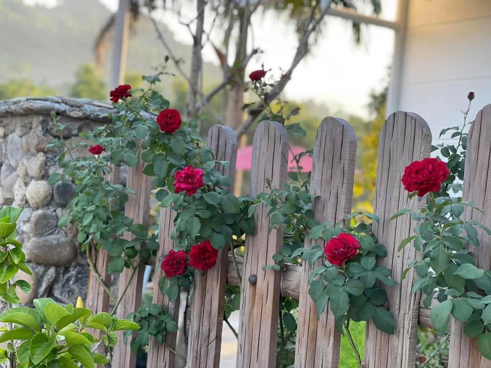 Đất nền Trà Đa Pleiku 450m² giá 800 triệu - Gần cánh đồng xanh mát!