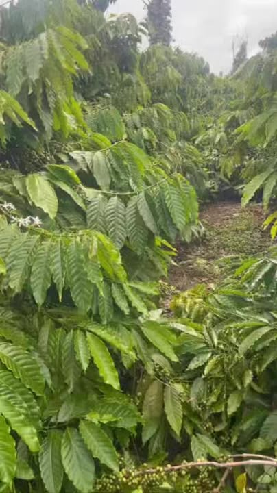 Đất khu dân cư Ea Nuôl, Buôn Đôn 3600m² giá 750 triệu - Cơ hội đầu tư hấp dẫn!