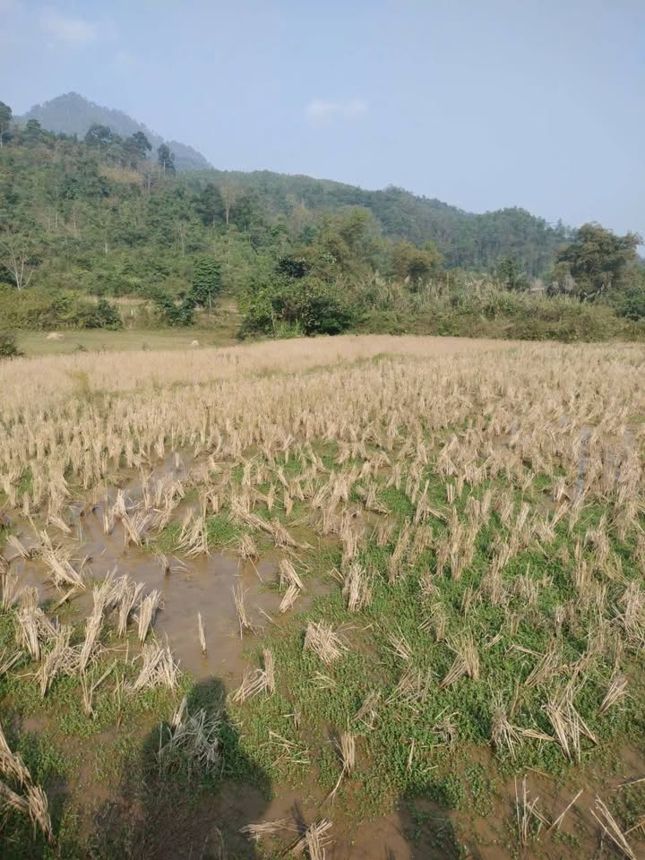 Đất nông nghiệp 1.2ha tại Đà Bắc - Phù hợp làm trang trại nghỉ dưỡng