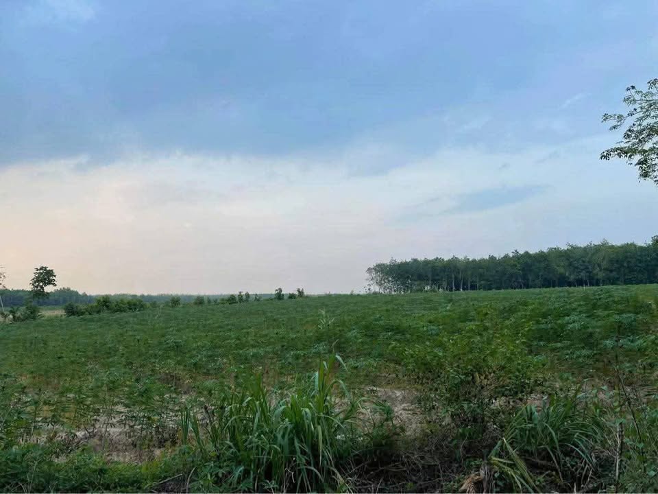 Đất nền Phước Vinh Châu Thành 13,000m² giá 1 tỷ - Đường nhựa thông thoáng!