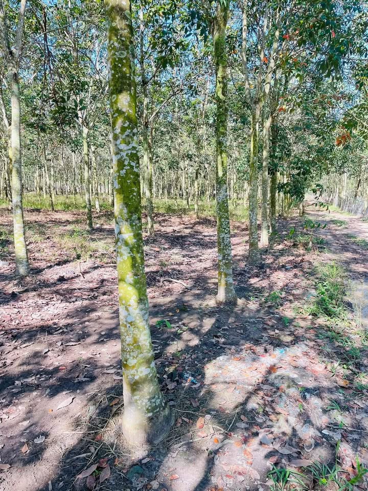 Đất nông nghiệp 4218m² xã Minh Thạnh giá 1.518 tỷ - Tiềm năng khai thác cao