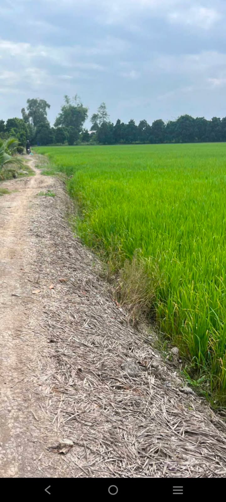 Đất vườn 3,5 công tại Bình Thành, Thanh Bình - Giá chỉ 450 triệu VND!