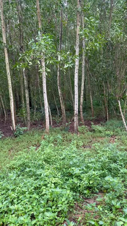 Đất nền Duy Trung 1200m² giá 430 triệu - Sổ đỏ chính chủ, chốt nhanh!