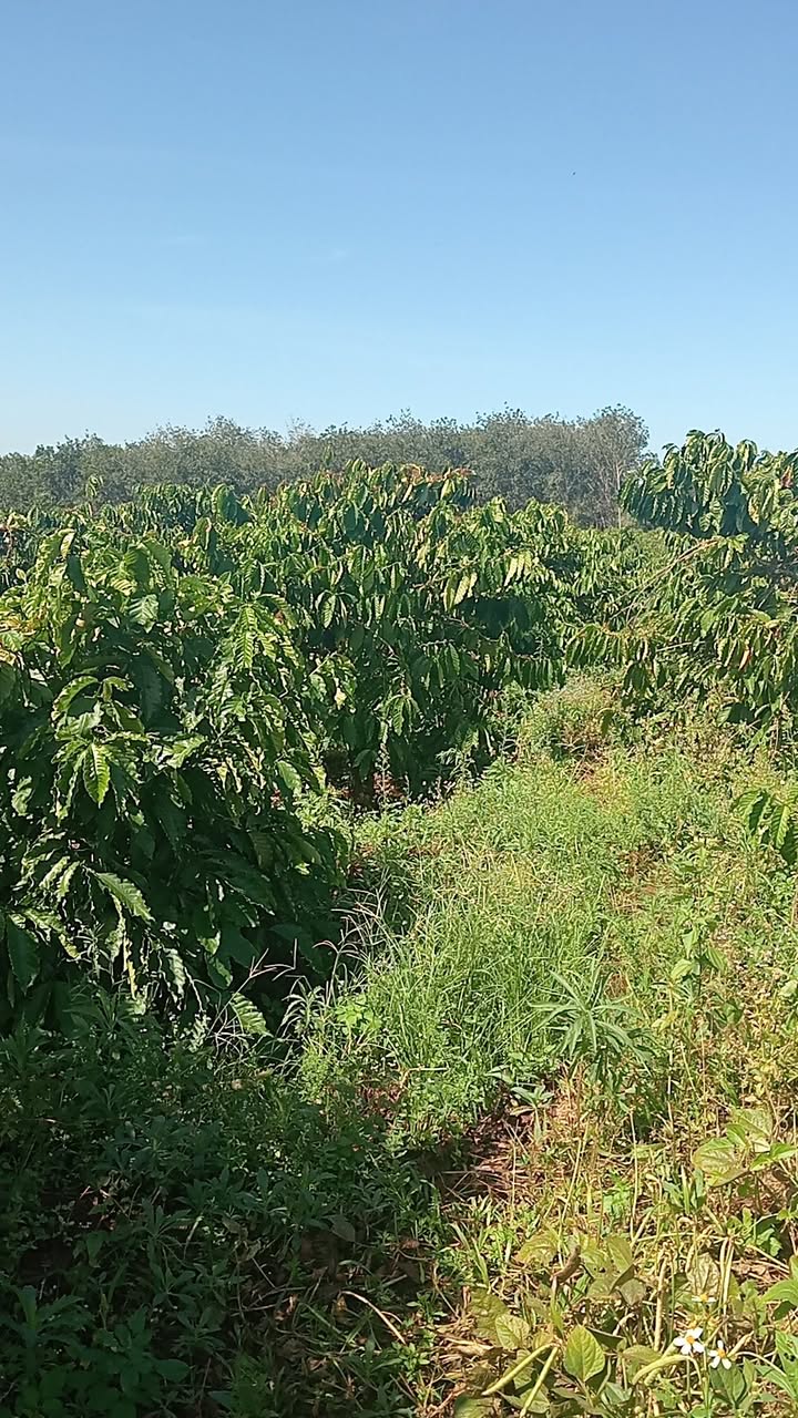 Đất Farm 1.6ha tại Ia Chia, Gia Lai - Cây cà phê xanh tốt, giá thỏa thuận!