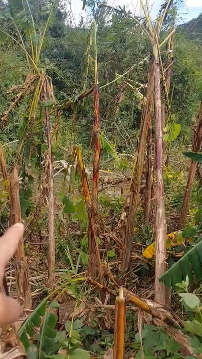 Farm 3ha Đăk Tơ Lung, Kon Rẫy giá 1.8 tỷ - Đầu tư sinh lời ngay!